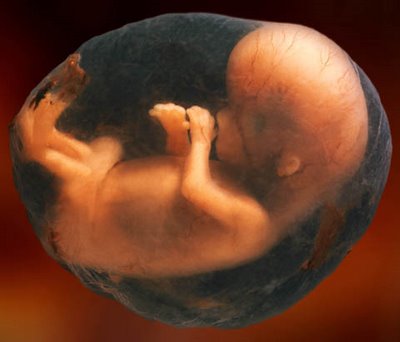 unborn baby 8 weeks