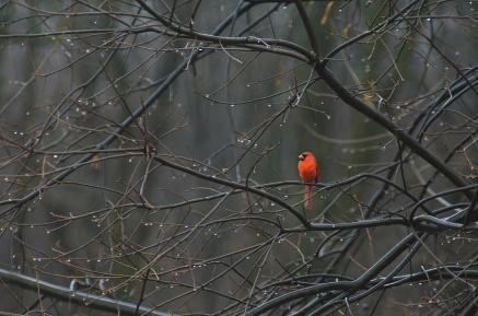 cardinal-in-end-of-winter-rain-james-oppenheim